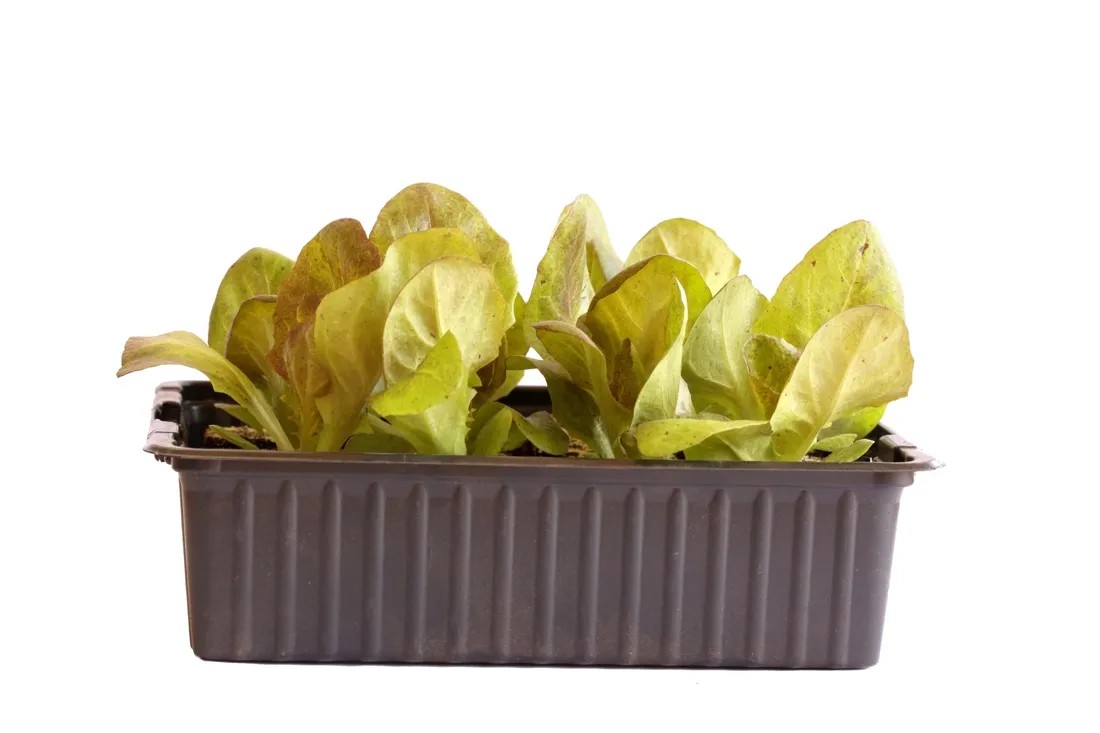 Kopfsalat Rot Bio 12er-Schale Kopfsalat Rot Bio 12er-Schale