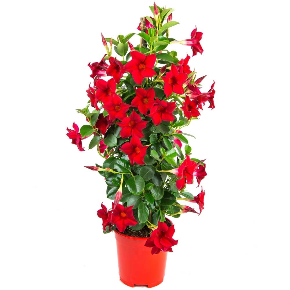 Grow By Obi Dipladenie Rot Pyramide Dipladenia Topf Cm Kaufen Bei Obi