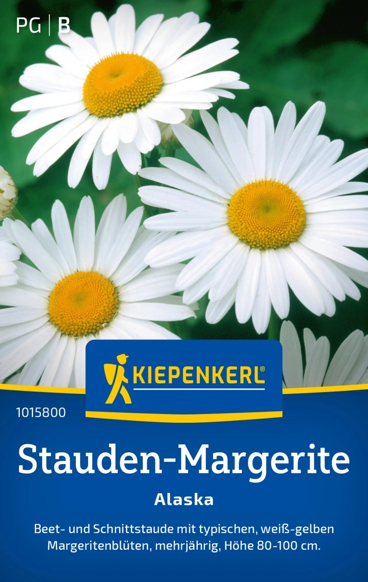 Kiepenkerl Margherita Alaska Leucanthemum Kiepenkerl Margherita Alaska Leucanthemum
