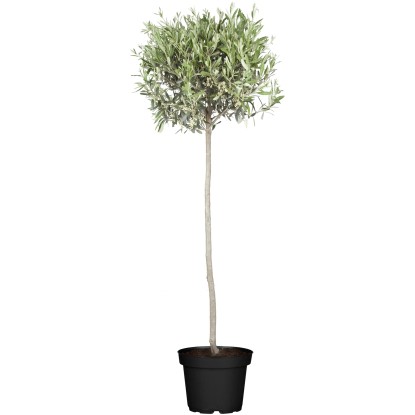 Alberello di ulivo vaso Ø ca. 35 cm Olea Alberello di ulivo vaso Ø ca. 35 cm Olea