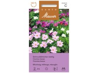 Schmuckkörbchen niedrige Misch./ Cosmos bipinnatus