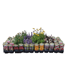 Plantes vivaces pour abeilles et papillons en pot (Ø 23cm) en différentes couleurs et variétés.