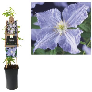Clématite 'Blue Angel' en pot (Ø 18 cm) avec fleurs bleu clair et support grimpant.