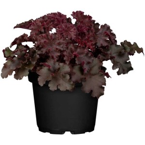 Heuchera 'Purpurglöckchen' in vaso, pianta ornamentale con foglie viola in vaso nero.