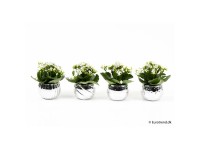 Flammendes Käthchen Kalanchoe blossfeldiana Weihnachtstopf Silber Ø 6 cm Flammendes Käthchen Kalanchoe blossfeldiana Weihnachtstopf Silber Ø 6 cm