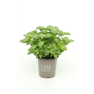 Basilic bio frais en pot recyclé (Ø 13cm) pour cuisine et rebord de fenêtre.