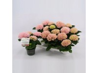 Bauernhortensie Magical Revolution Hydrangea macrophylla Topf Ø 10 cm / 1 Stk.