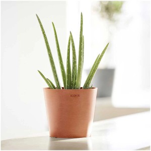 Pot de fleurs Ecopots Amsterdam Mini Terra, Ø 8 cm, avec plante d'Aloe Vera.