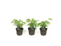 Gartenbambus One Boo Fargesia assortiert Topf Ø 10 cm / 1 Stk. Gartenbambus One Boo Fargesia assortiert Topf Ø 10 cm / 1 Stk.