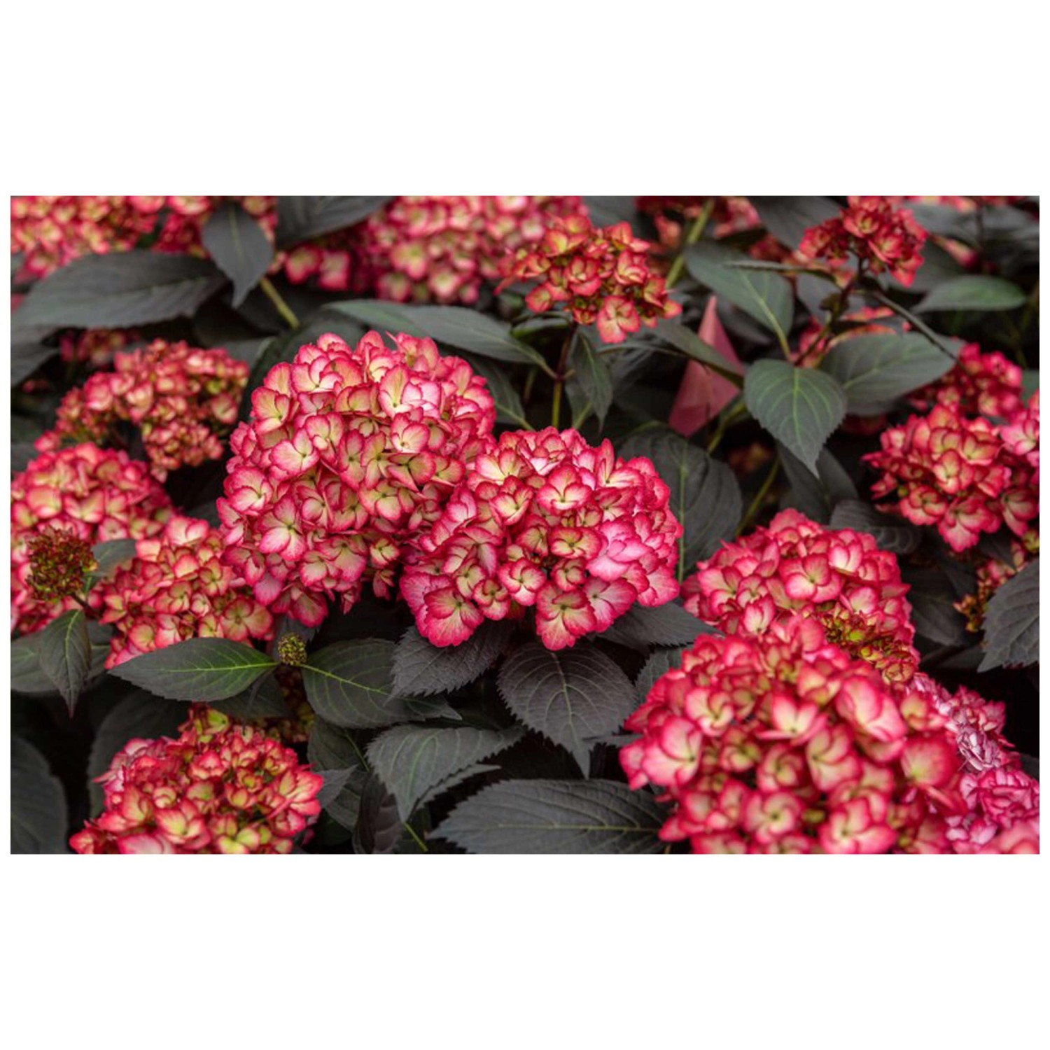 Hortensie Eclipse Hydrangea Topf Ø 19 cm kaufen bei OBI