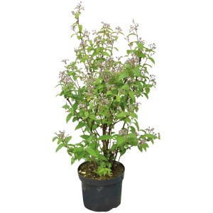 Deutzia (Rosendeutzie) in vaso da 4,5 l con foglie verdi e fiori delicati.