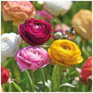 Gros plan du mélange de renoncules d'Asie GROW by OBI avec des fleurs jaunes, roses, rouges et blanches.