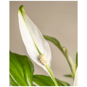 Gros plan d'une fleur de lune (Spathiphyllum) avec une fleur blanche. Plante d'intérieur pour l'ombre partielle.