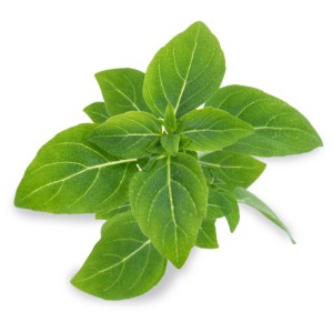 Basilico nano fresco e verde, semi di erbe biologiche per giardini interni Véritable.