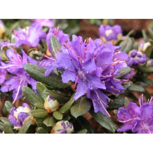 Primo piano di un rododendro nano lilla in fiore in un vaso da 2 l.