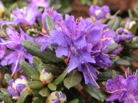 Rhododendron Zwergform Verschiedene Farben 2 l