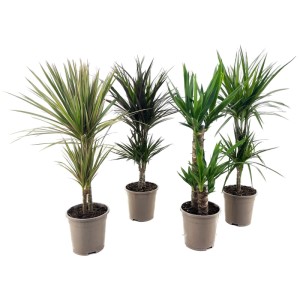 Dracéna (Dracaena) à 2 troncs en pot, variétés assorties.