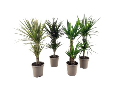 Drachenbaum Dracaena 2er Stamm Topf  17 cm / Hhe 65 - 75 cm / Assortiert