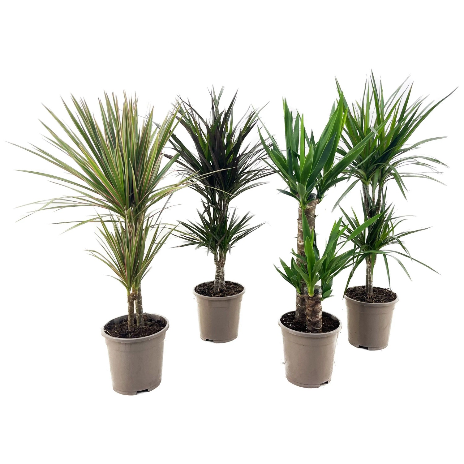 Drachenbaum Dracaena 2er Stamm Topf  17 cm / Hhe 65 - 75 cm / Assortiert