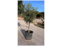 Olivenbaum Olea Europaea Topf Ø 40 cm 7 Höhe 150 cm