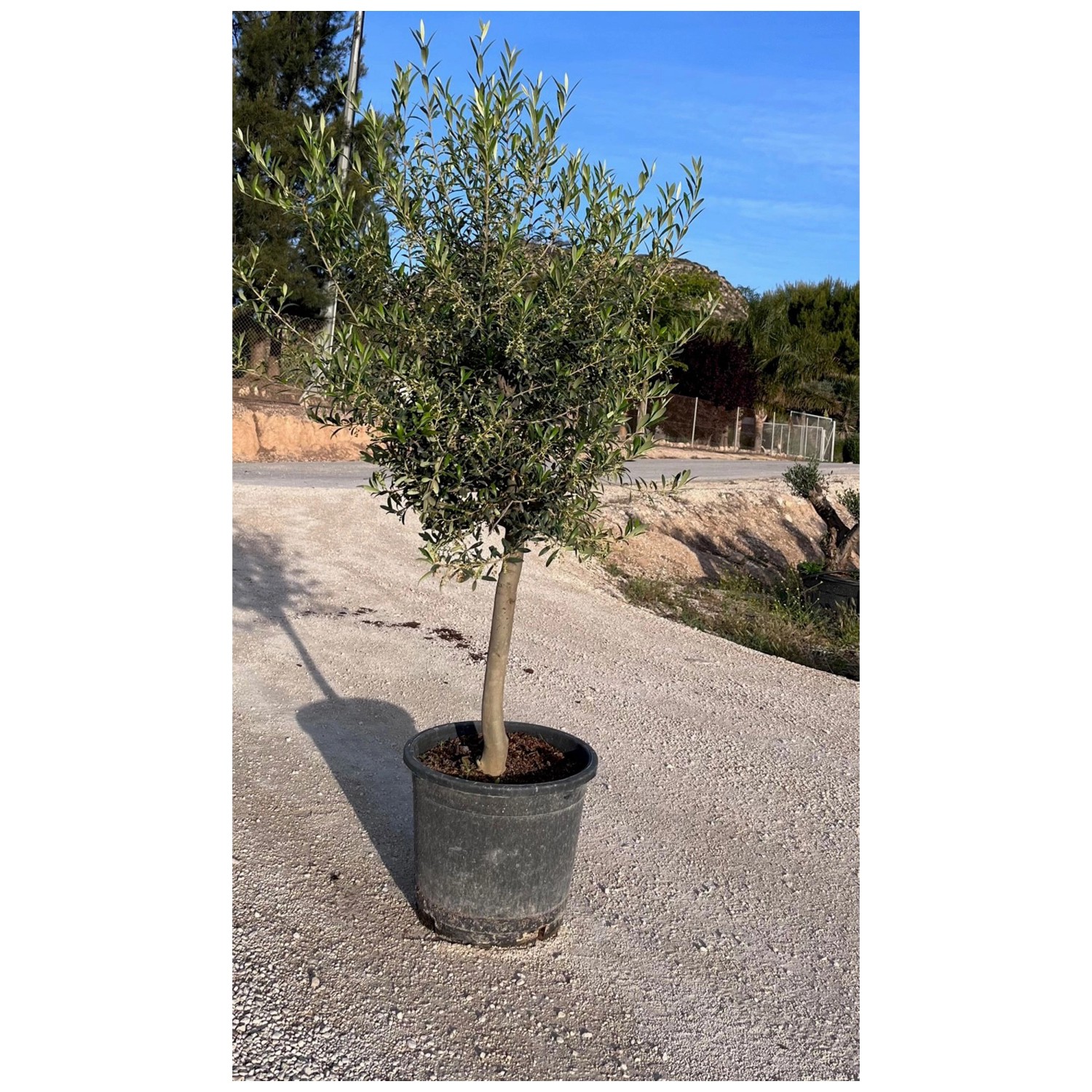 Olivier Europaea 30 Cm - Attitude Jardin