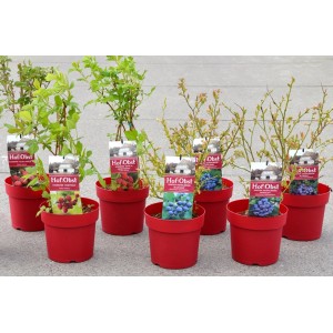 Diverse varietà di Hof-Obst in vaso rosso (3,4 l). Arbusti di bacche per il giardino.