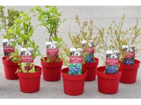 Hof-Obst verschiedene Sorten Topf 3,4 l / 1 Stk.