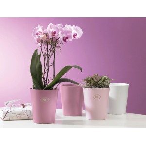 Pot pour orchidée Merina Pretty Fuchsia mat, 14 cm, avec orchidée et autres pots.