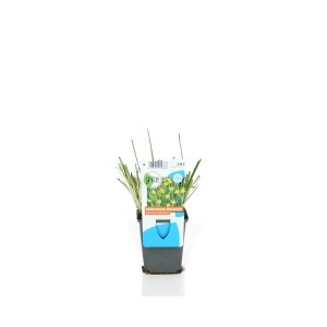 Giunchiglia gialla in vaso, Sisyrinchium californicum, per laghetto da giardino.
