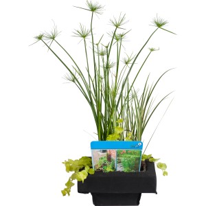 GROW by OBI isola galleggiante con mix di piante in cesto (Ø 18cm) per laghetto da giardino.