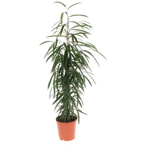 Figuier à longues feuilles Alii (Ficus binnendijkii) en pot, plante d'intérieur avec de longues feuilles étroites.