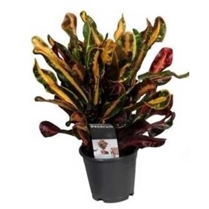 Codiaeum Excellent Wunderstrauch 35-45 Cm - Bunte Z Produktbild-Vorschau 8