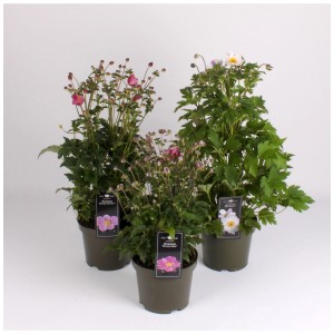 Anémone hybride assortie en pot (Ø 19cm). Plante vivace rustique pour massifs et pots.