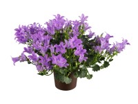 Garten-Glockenblume Get Mee Blau Campanula Topf Ø ca. 11 cm