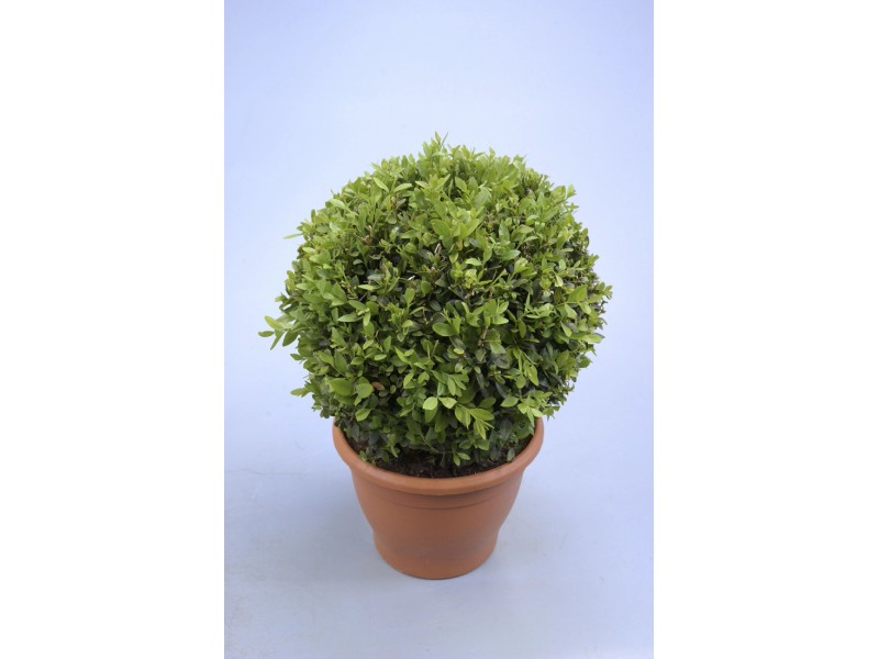 Buchsbaum "Buxus Microphylla" TopfØ 23 cm kaufen bei OBI