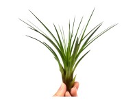 Tillandsien-Mix Tillandsia Topf Ø 5 cm / Höhe ca. 8 cm