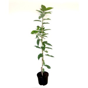 Ciliegio dolce colonnare Sylvia in vaso, albero di ciliegio slanciato con foglie verdi.