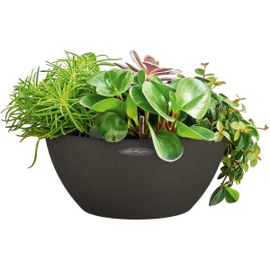 Pot de fleurs Lechuza Cubeto Stone 30 en noir graphite, planté de diverses plantes vertes.