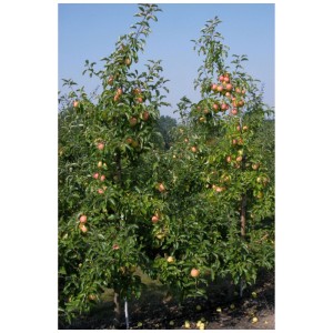 Pommier Pinova (S) en pot avec des pommes mûres rouge-vert sur les branches.