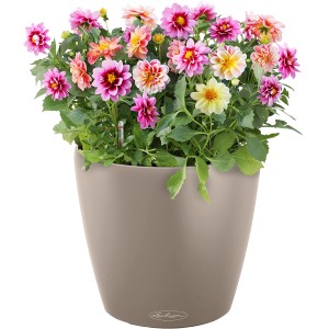 Pot de fleurs Lechuza Classico Color, Ø 18cm, brun sable, planté de dahlias colorés.