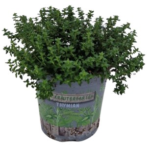 Mélange d'herbes en pot (Ø 13cm) avec du thym. Herbes de cuisine pour plate-bande ou rebord de fenêtre.