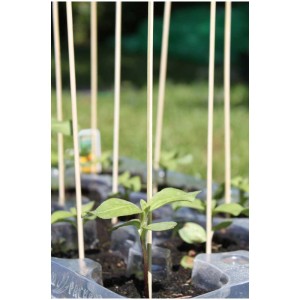 Ensemble de tuteurs fendus en bambou Videx Garden, 15 pièces, hauteur 25 cm pour le soutien des plantes.