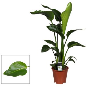 Strelitzia nicolai en pot, plante verte tropicale pour endroits lumineux.