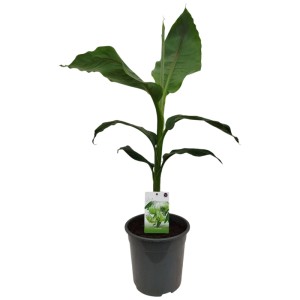 Bananier japonais Musa basjoo en pot, feuilles vertes. Plante résistante pour jardin et maison.