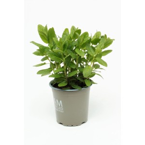 Menta Hugo biologica (Mentha spicata) in vaso, foglie verdi. Ideale per cocktail e limonate.
