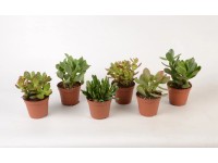 Dickblatt Crassula verschiedene Sorten Topf Ø 8,5 cm / 1 Stk.