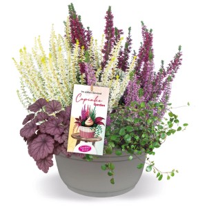 Bruyère 'Cupcake' en pot, couleurs assorties, avec Heuchera et Muehlenbeckia.