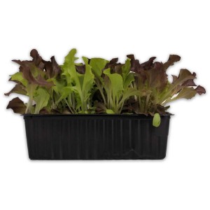 Mélange de salades Bio Baby Leaf en barquette de 12 avec feuilles rouges et vertes.