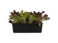 Bio-Salatmix Baby Leaf 12er-Schale