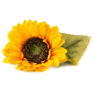 Véritable Lingot Tournesol Baby : Tournesol nain avec des pétales jaunes et une feuille verte.